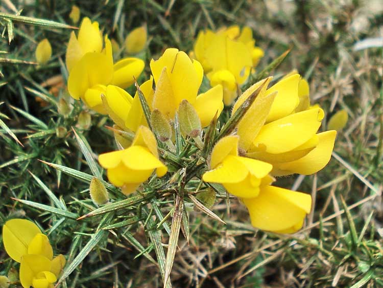 gorse flower