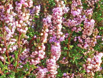 Flowering Common Heath - Ling (Calluna Vulgaris) and Pink Bell